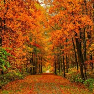 Colours of Autumn Spray