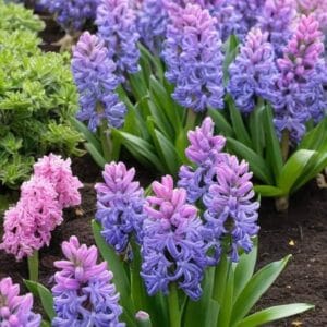 Green Hyacinth Bâtonnets de parfum