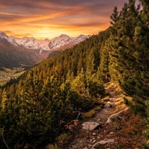 Mountain Pine Geurfles