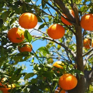 Orange Brasil Geurfles