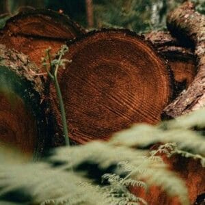 Timber Wind Spray
