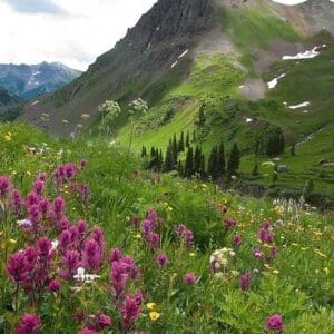 Mountain Magic Geurfles